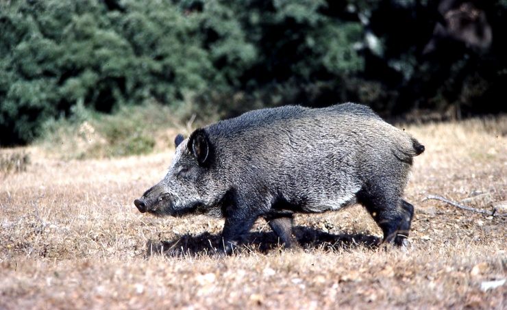 El jabalí 