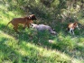 Los gusanos de los corzos Este cobrado por los dos. Solo tenia una pata rota en la parte de abajo. 26-5-2014